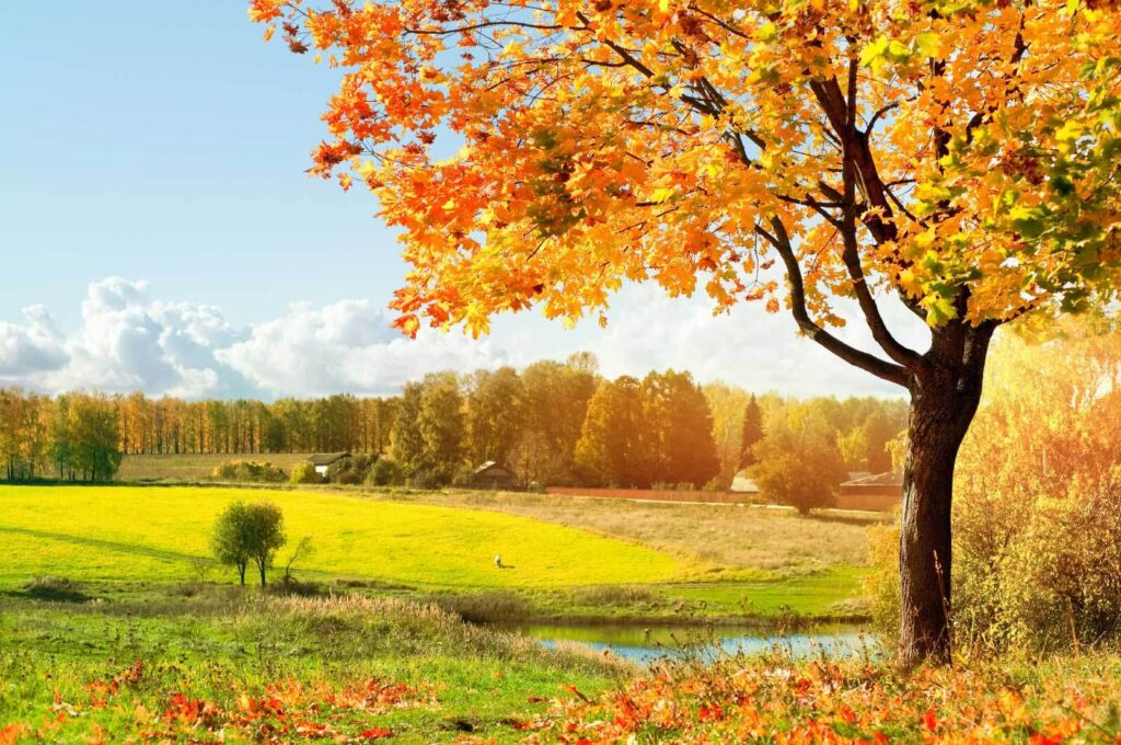 Tree with orange leaves in a field Tree with orange leaves in a field