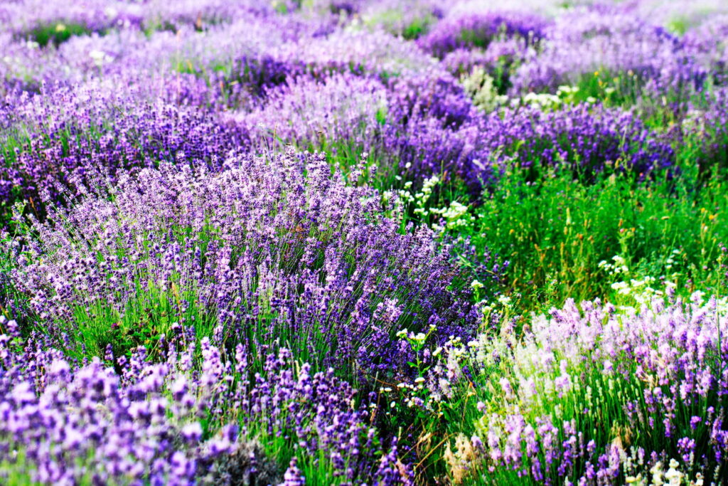 Field of purple flowers u57293p 1024x683 - Field of purple flowers - tegory