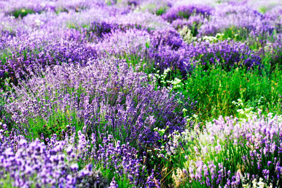 Wall murals Field of purple flowers - Image 3