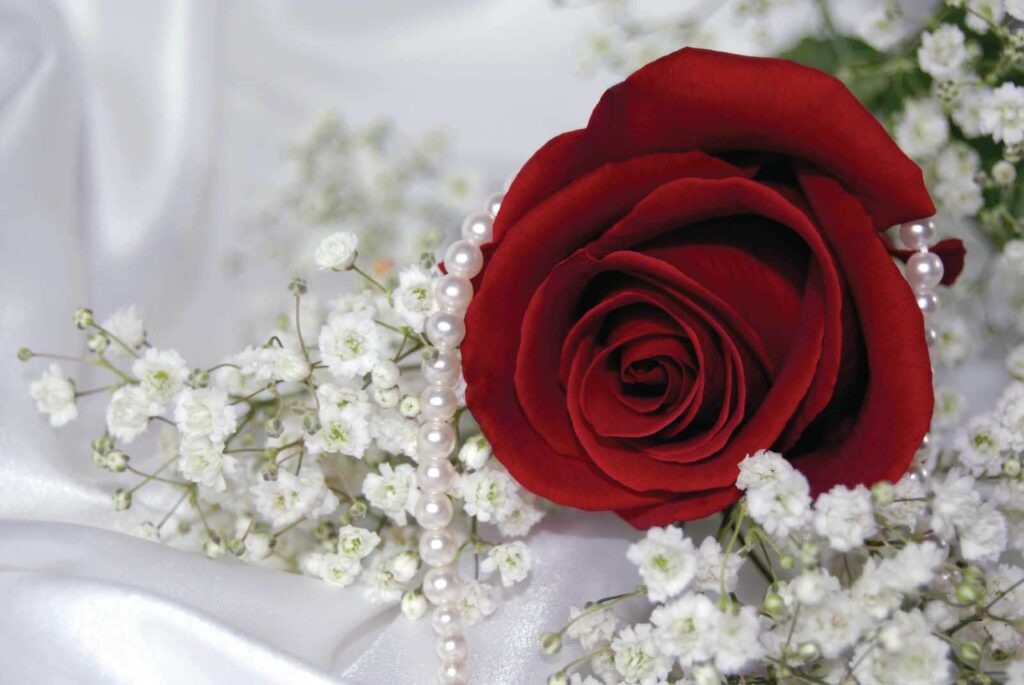 Red rose and white flowers Red rose and white flowers