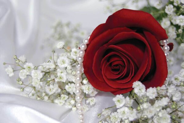 Red rose and white flowers Red rose and white flowers