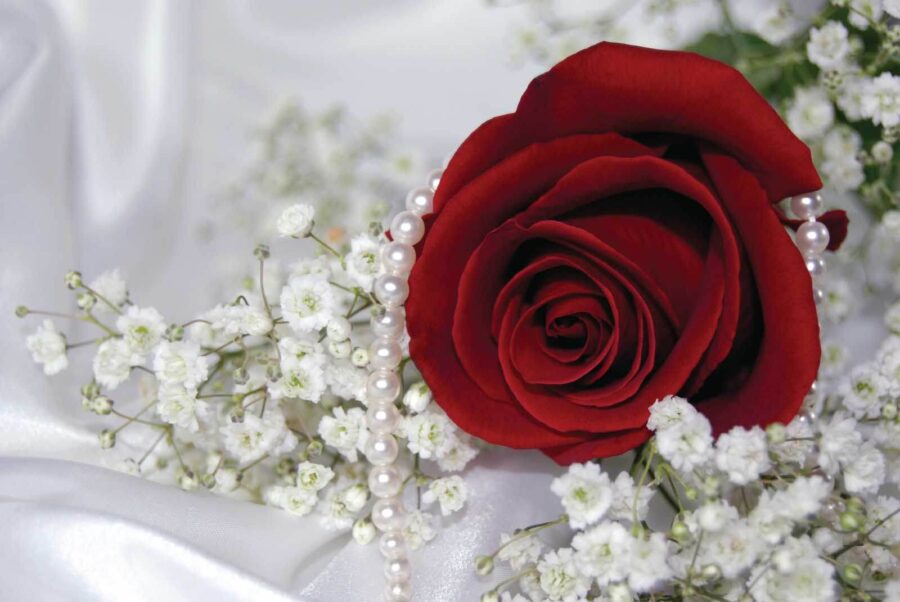 Red rose and white flowers