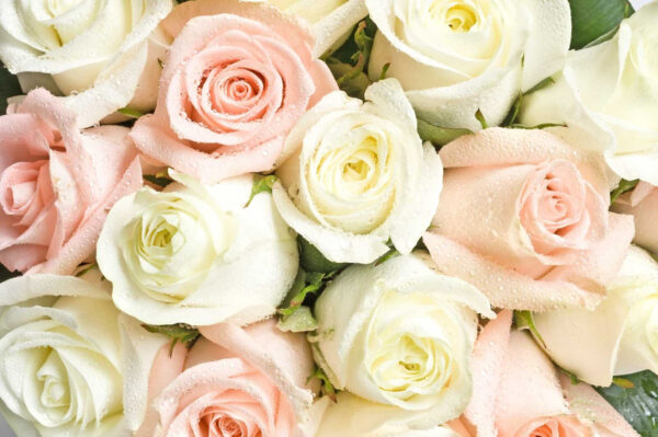 Group of pink and white roses Group of pink and white roses