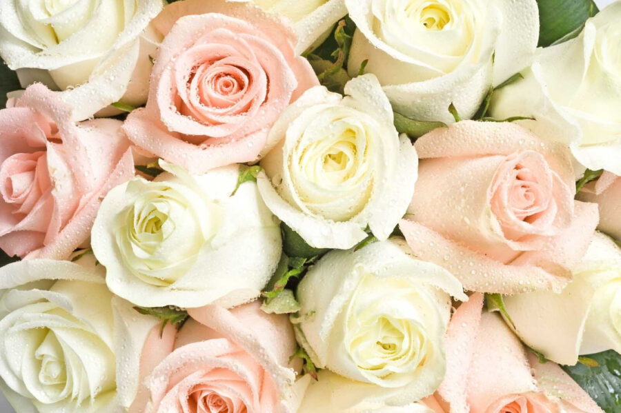 Group of pink and white roses Group of pink and white roses