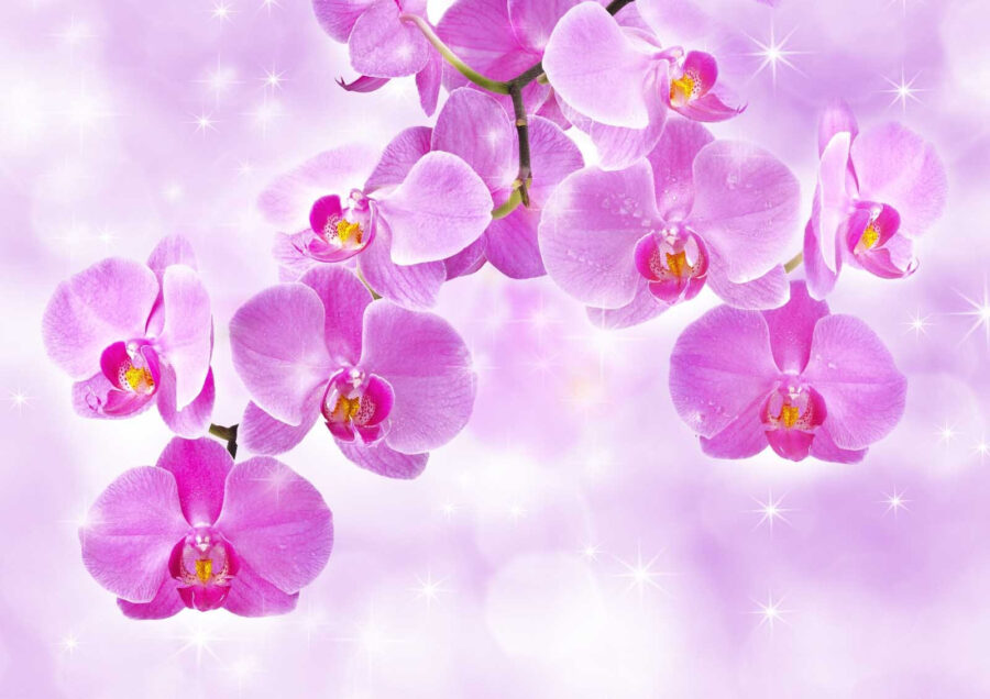 Delicate orchids in soft hues