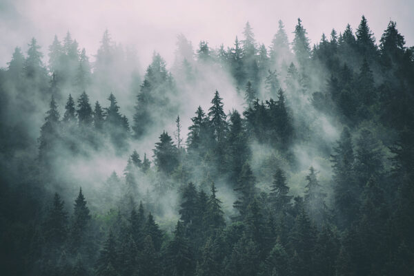 Foggy forest with trees Foggy forest with trees