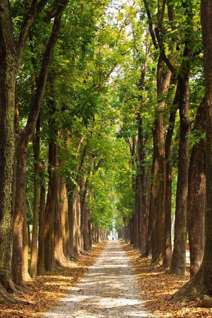 Wall murals Path with trees on the side - Image 4