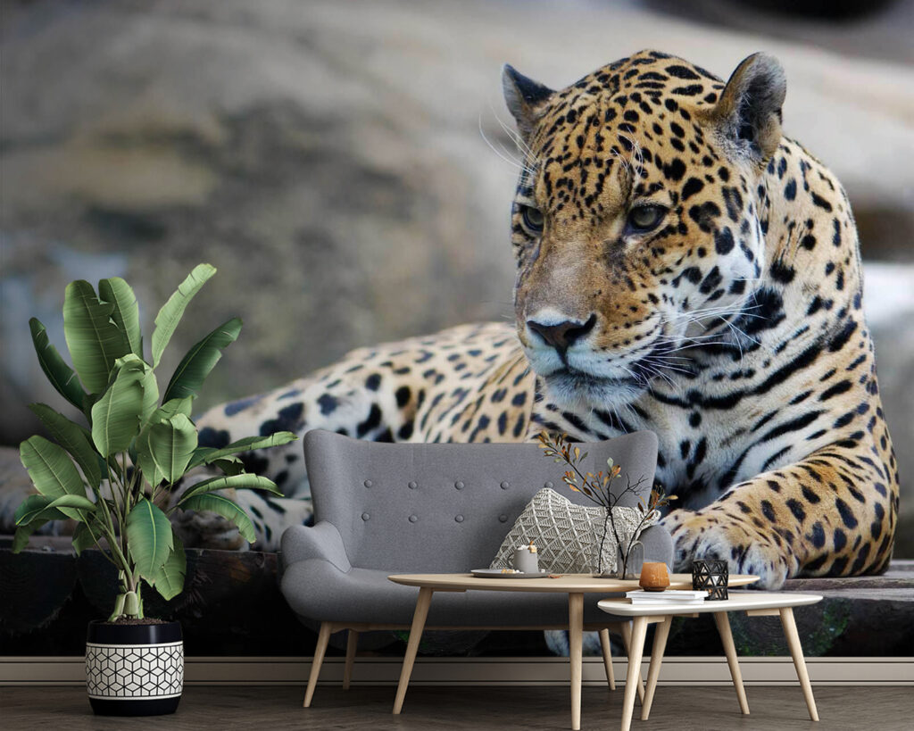 u55313pig4 1024x819 - Leopard lying on a wood surface - tegory