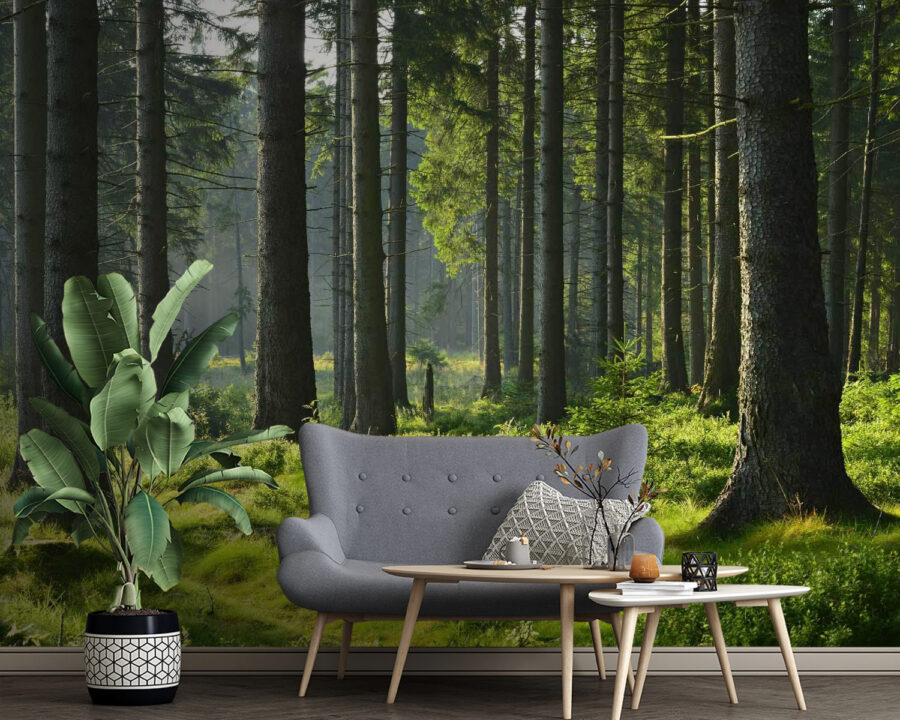 Forest with tall trees and grass