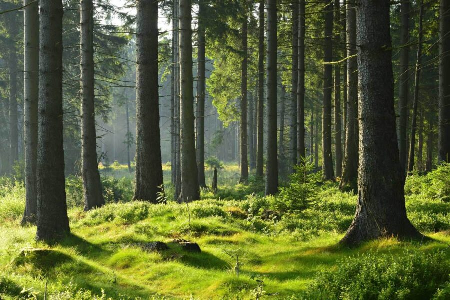 Forest with tall trees and grass