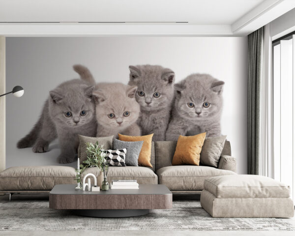 Group of kittens standing together Group of kittens standing together