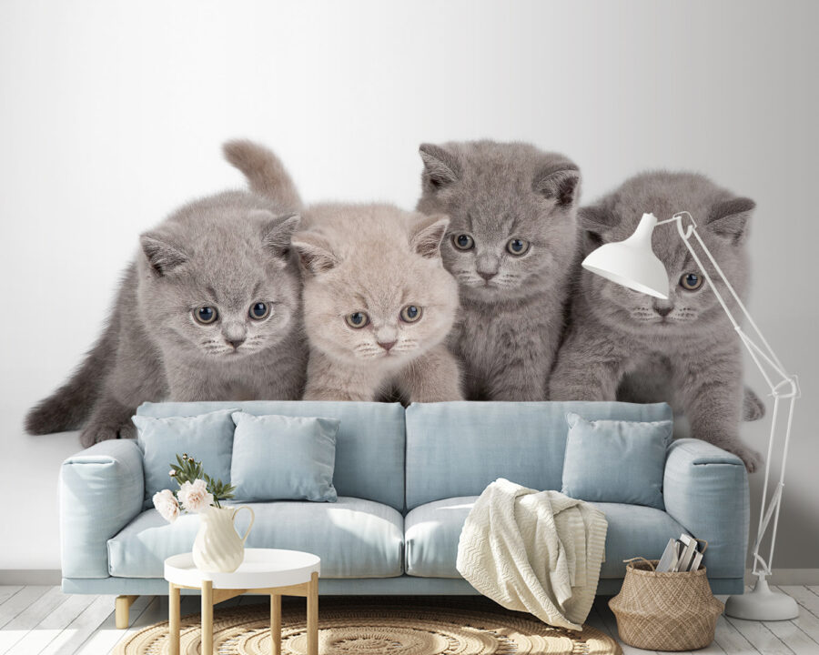 Group of kittens standing together