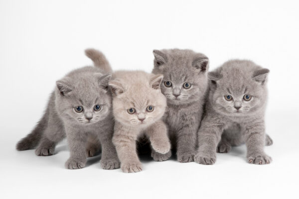 Group of kittens standing together Group of kittens standing together