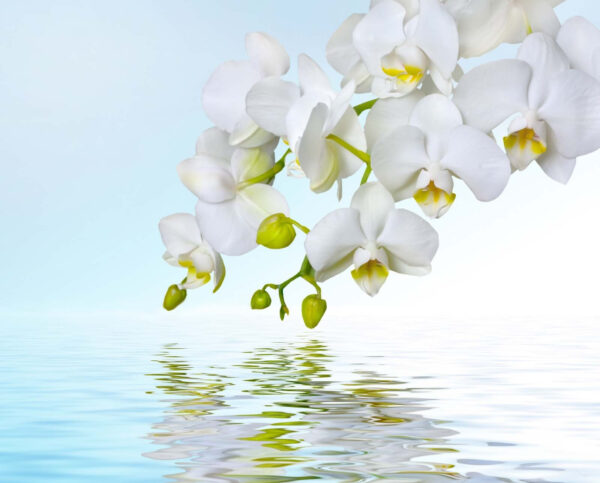 White orchids over water White orchids over water