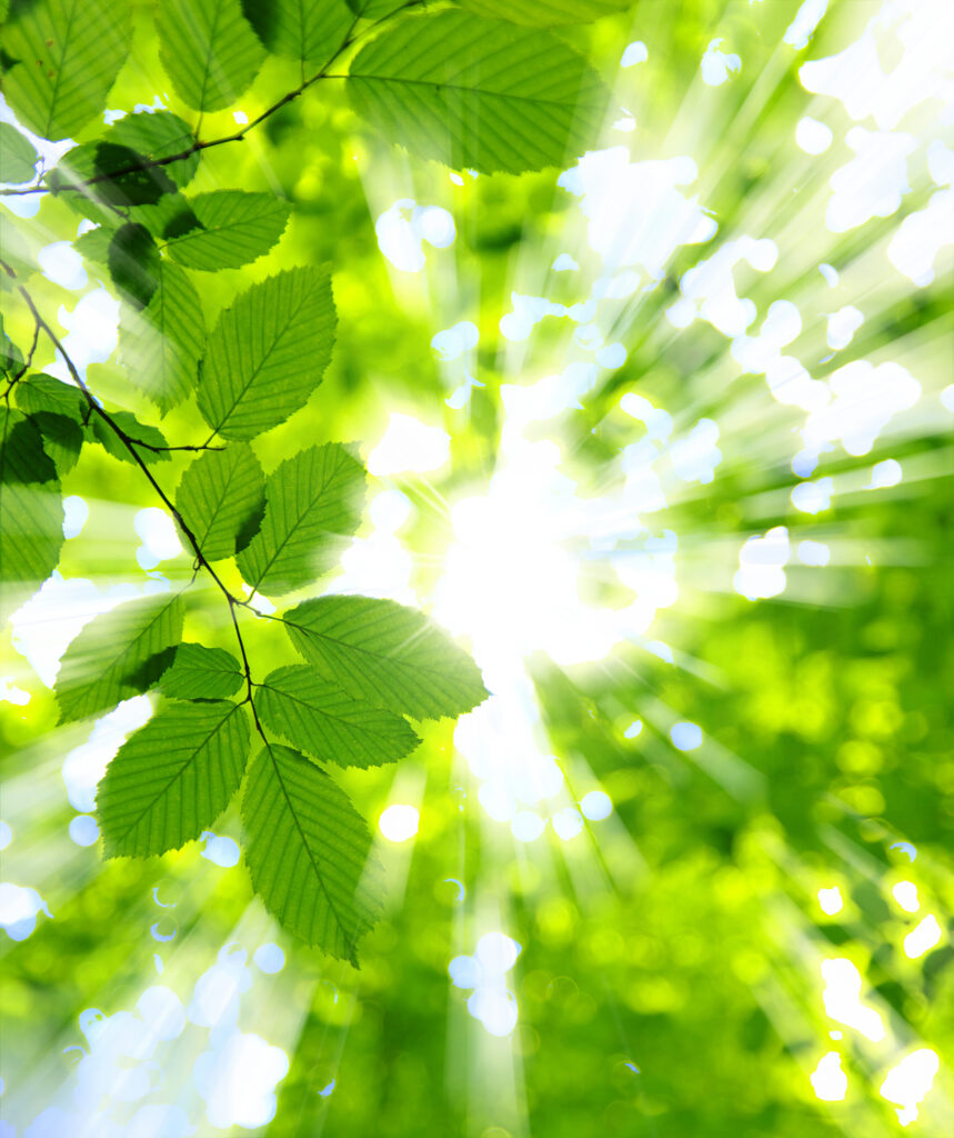 Sun shining through leaves Sun shining through leaves