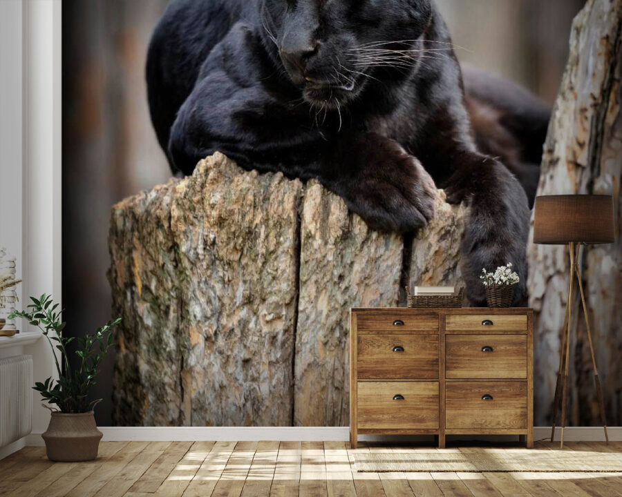 Black panther lying on a tree stump