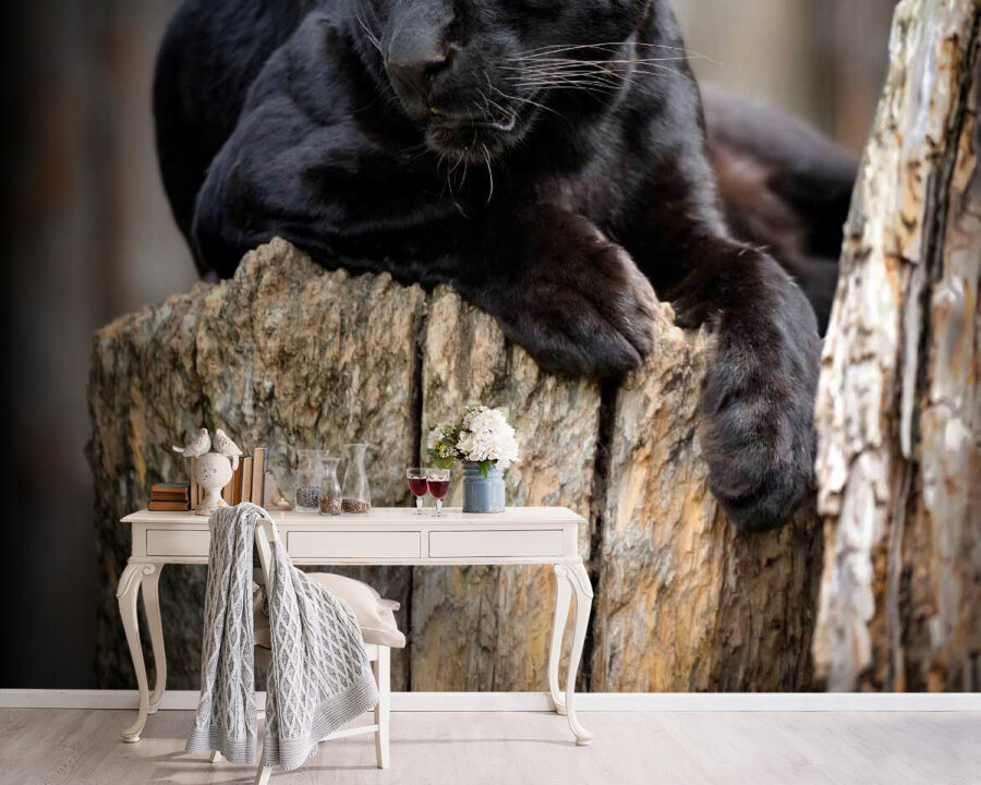 Black panther lying on a tree stump