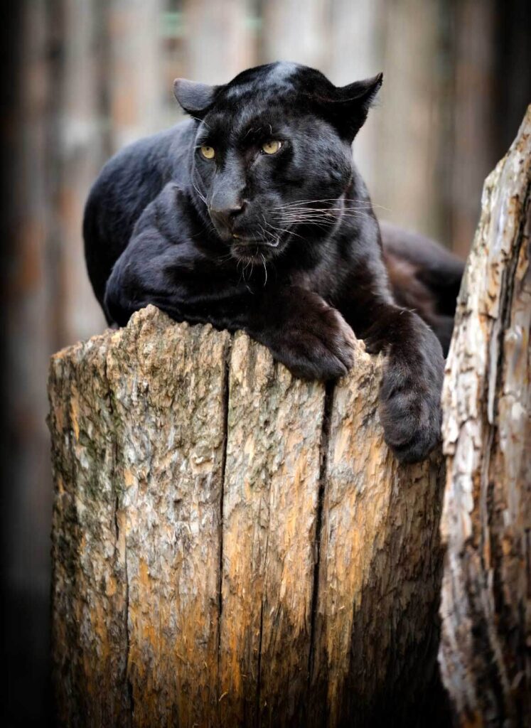Black panther lying on a tree stump Black panther lying on a tree stump