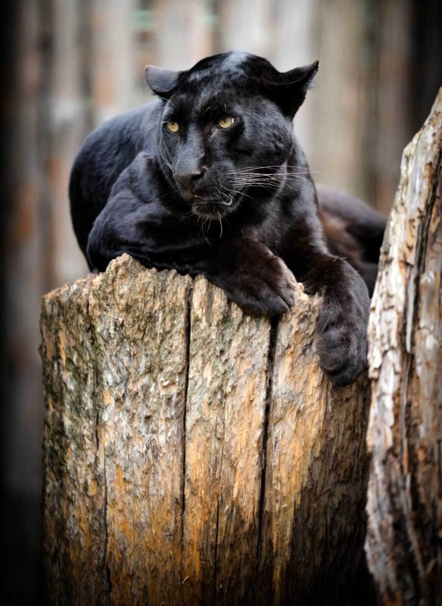 Black panther lying on a tree stump