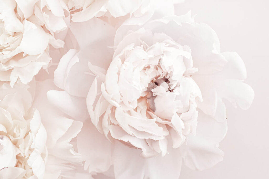 Delicate blooms in soft hues. Delicate blooms in soft hues.