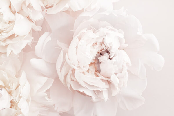 Delicate blooms in soft hues. Delicate blooms in soft hues.