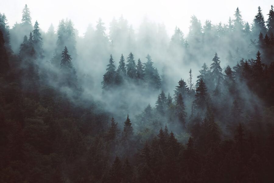 Foggy forest with trees