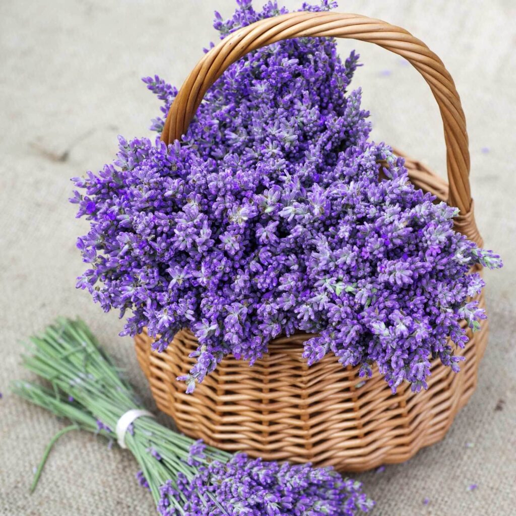 Basket of purple flowers Basket of purple flowers