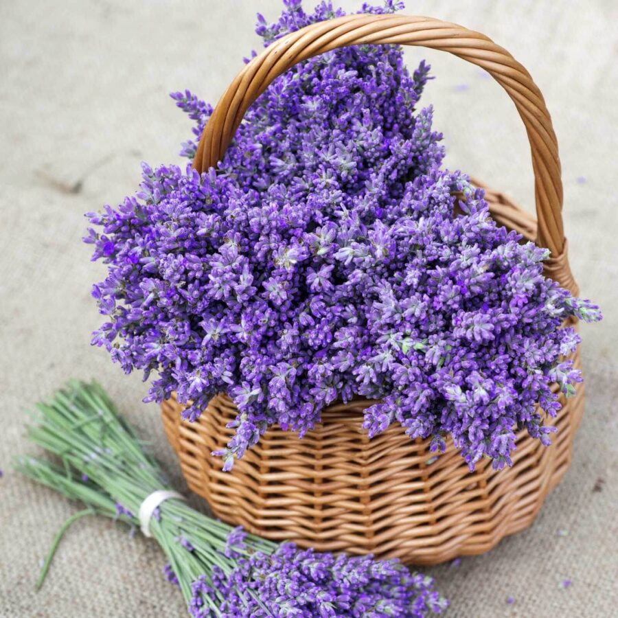 Basket of purple flowers