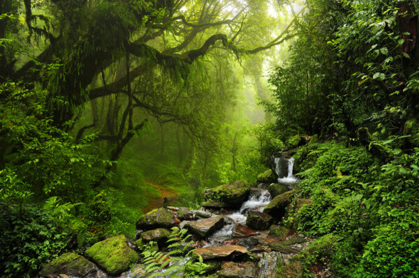 Stream running through a forest Stream running through a forest