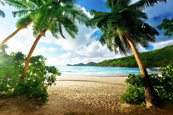 Beach with palm trees and blue water Beach with palm trees and blue water