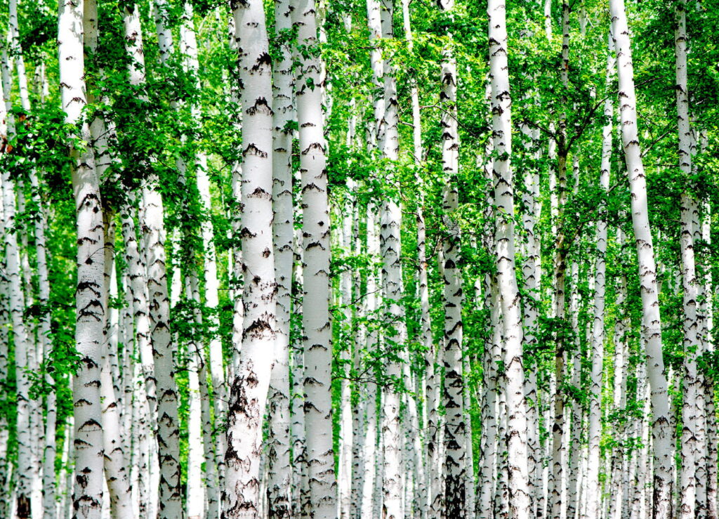 Group of trees with green leaves Group of trees with green leaves