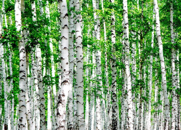 Group of trees with green leaves Group of trees with green leaves