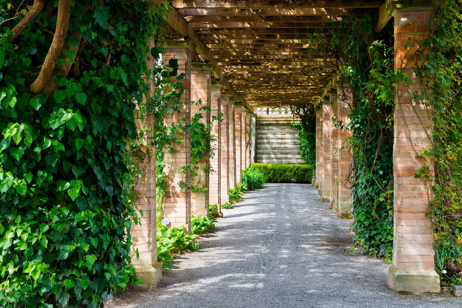 Walkway with stone pillars and vines Walkway with stone pillars and vines