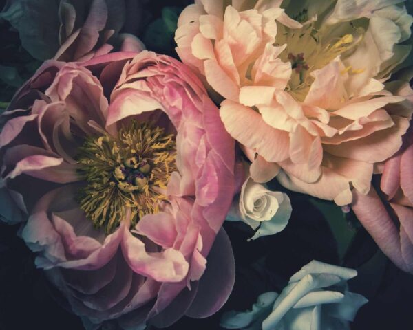 Beautiful blooms in soft hues. Beautiful blooms in soft hues.