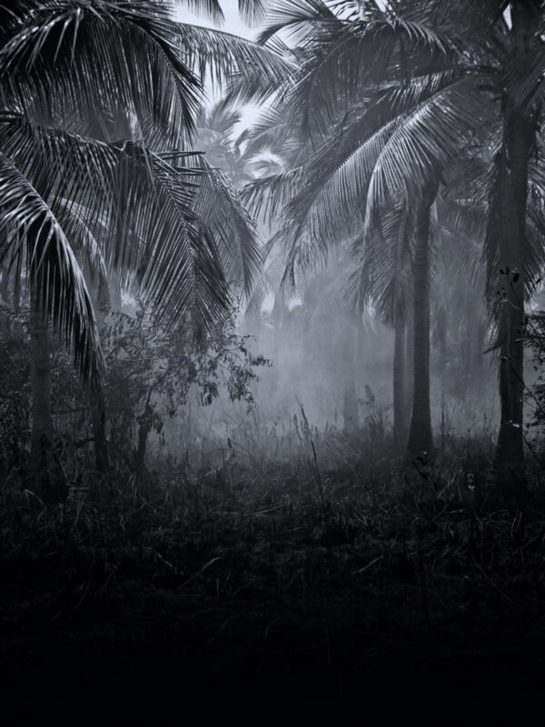 Foggy forest with palm trees Foggy forest with palm trees