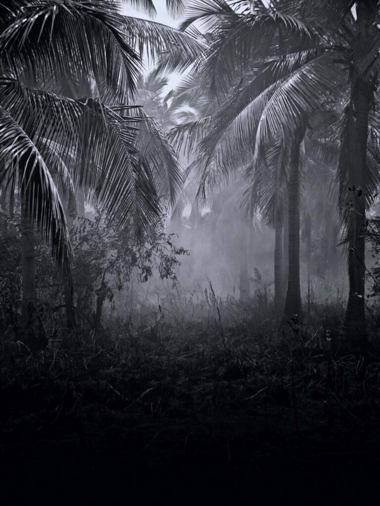 Foggy forest with palm trees Foggy forest with palm trees