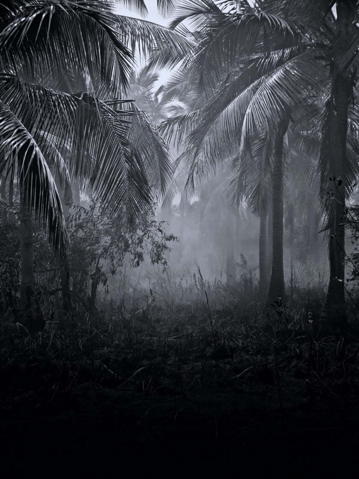 Foggy forest with palm trees u51932p - Foggy forest with palm trees - tegory