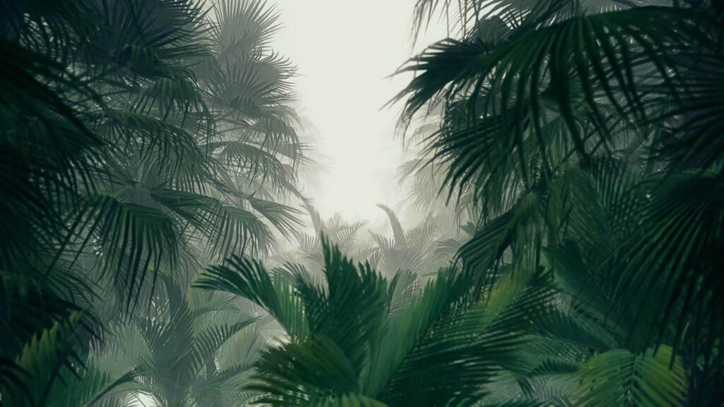Group of palm trees in a foggy forest u51866p 1024x576 - Group of palm trees in a foggy forest - tegory