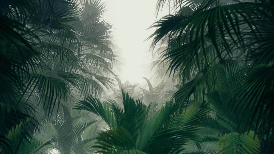 Wall murals Group of palm trees in a foggy forest - Image 3