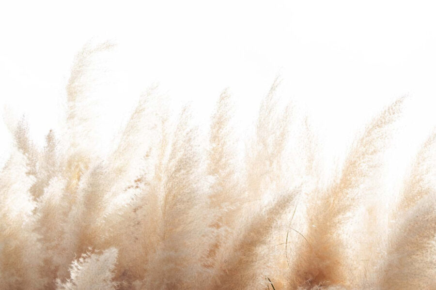Wall murals Group of white and brown grass - Image 2