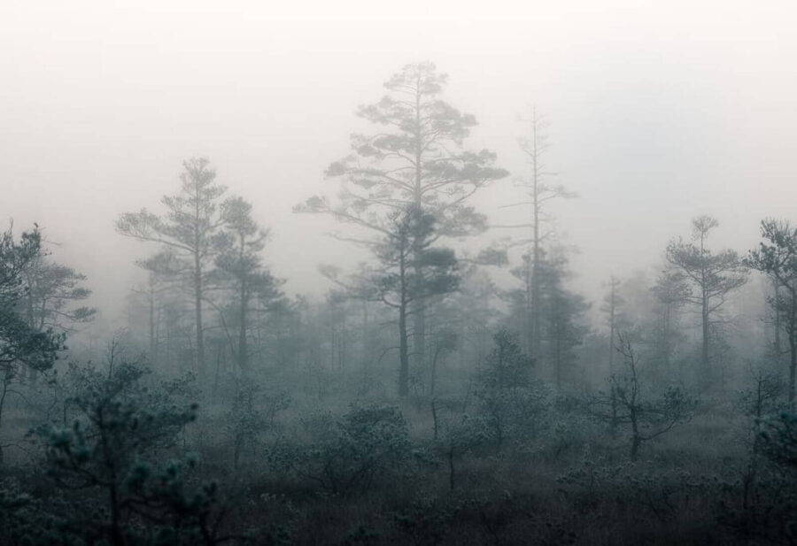 Foggy forest with trees Foggy forest with trees