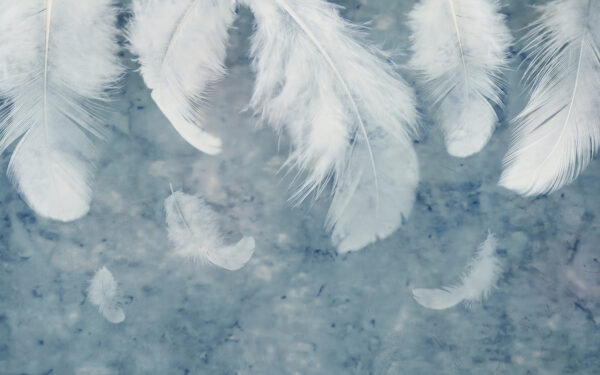 White feathers on a blue surface White feathers on a blue surface