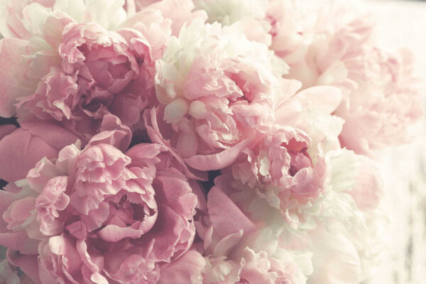 Delicate blooms in soft pastel hues. Delicate blooms in soft pastel hues.