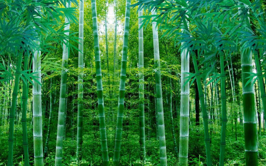 Wall murals Group of bamboo trees - Image 3