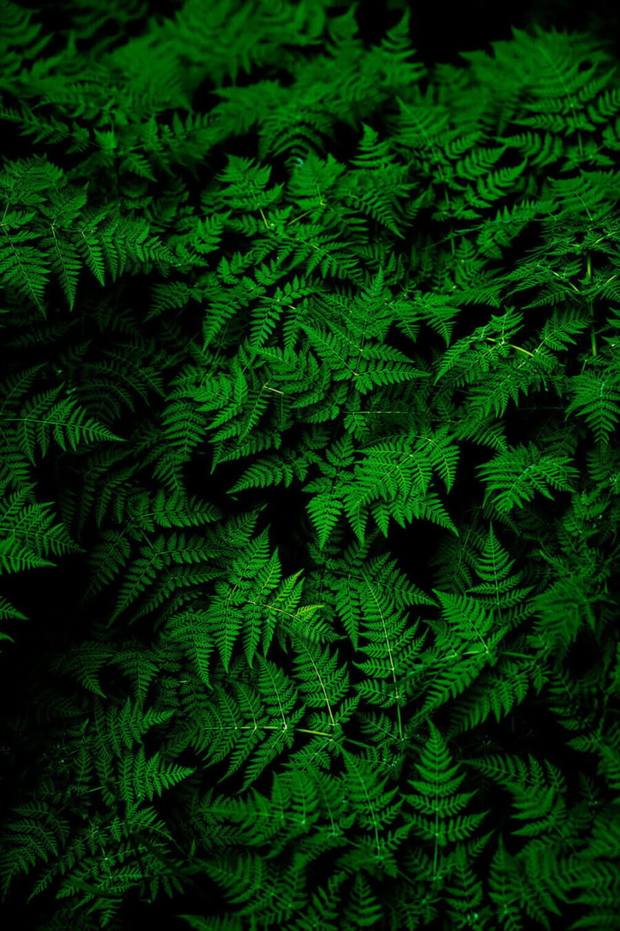 Group of green leaves