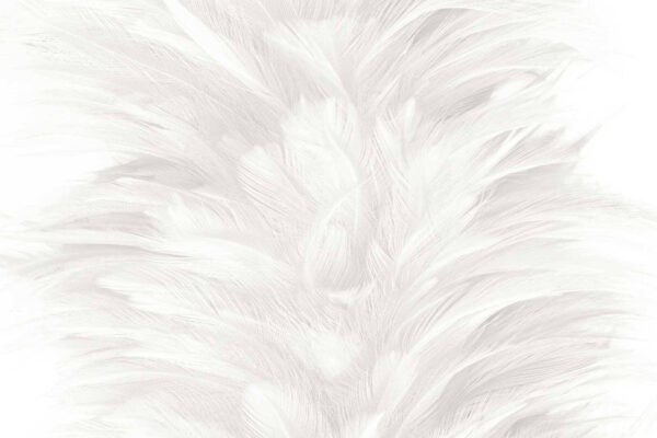 Soft and delicate feather texture Soft and delicate feather texture