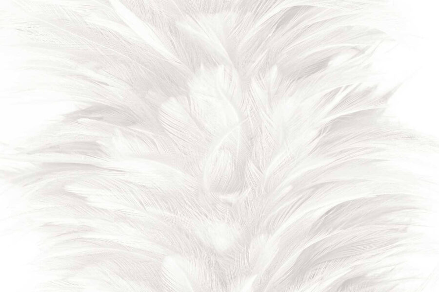 Soft and delicate feather texture
