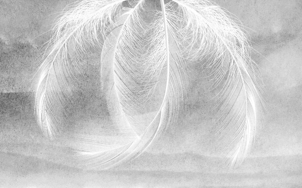 Delicate feathers in soft light Delicate feathers in soft light