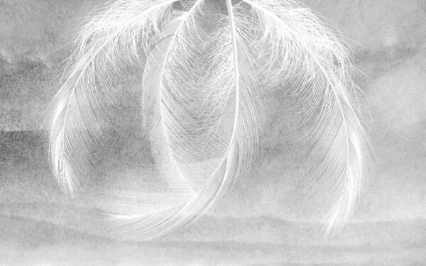 Delicate feathers in soft light Delicate feathers in soft light