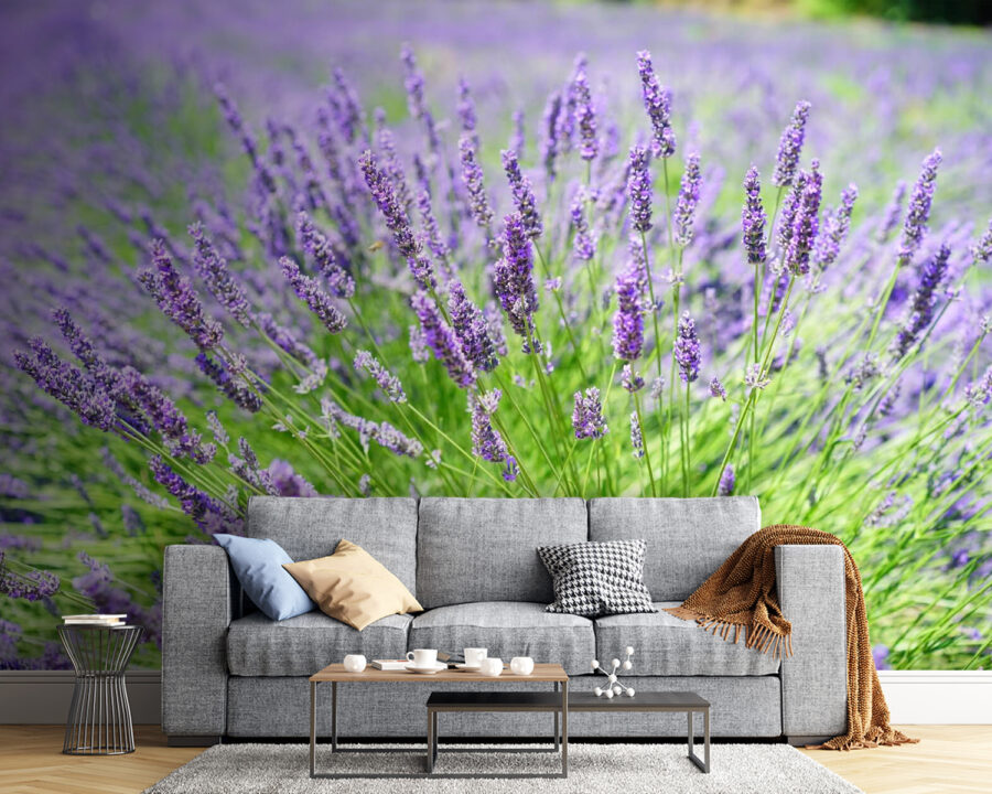 Vibrant lavender field in bloom